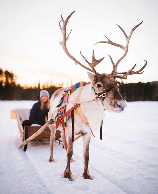 Roarcamp | KUZEY IŞIKLARI