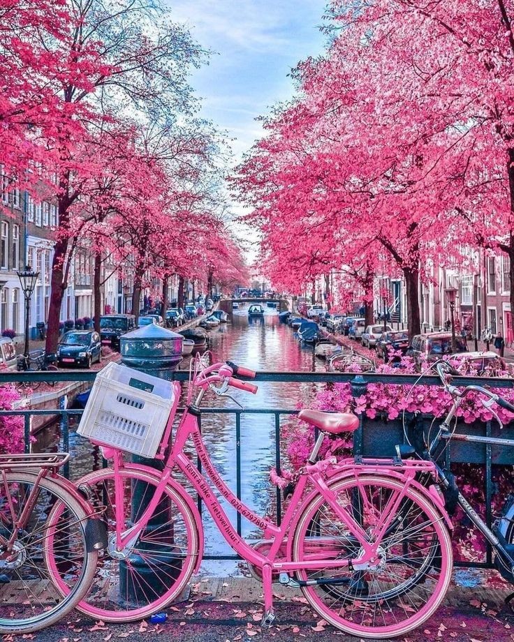 Roarcamp | BENELÜX - FRANSA